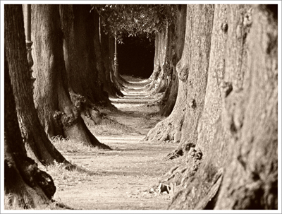 Baume links, B�ume rechts - dazwischen verl�uft der Weg.